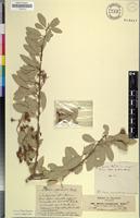 Isotype of Boscia intermedia Hochst. ex Radlk. [family CAPPARACEAE]