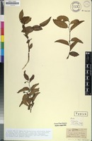 Holotype of Sclerocroton reticulatus Hochst. [family EUPHORBIACEAE]