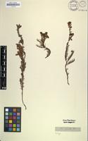 Isosyntype of Erica armata Klotzsch ex Benth. [family ERICACEAE]