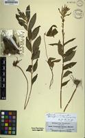 Isotype of Ceropegia abyssinica Decne. [family APOCYNACEAE]