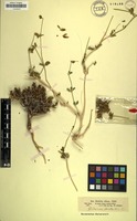 Filed as Justicia odora Lam. [family ACANTHACEAE]