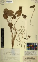 Filed as Limnophyton obtusifolium (L.) Miq. [family ALISMATACEAE]