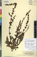Isosyntype of Rumex steudelii Hochst. ex A.Rich. [family POLYGONACEAE]