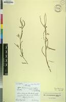 Filed as Aeschynomene indica L. [family FABACEAE]