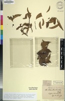 Holotype of Sclerocroton reticulatus Hochst. [family EUPHORBIACEAE]