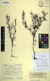 Holotype of Macrosiphon fistulosus Hochst. [family SCROPHULARIACEAE]