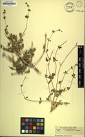 Filed as Justicia odora Lam. [family ACANTHACEAE]