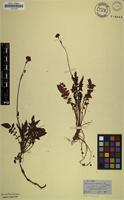 Filed as Valeriana capensis Thunb. [family VALERIANACEAE]