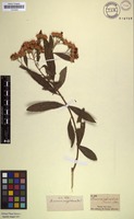 Filed as Vernonia amygdalina Delile [family ASTERACEAE]