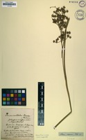 Type? of Juncus oxycarpus E.Mey. ex Kunth [family JUNCACEAE]