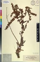 Isosyntype of Rumex steudelii Hochst. ex A.Rich. [family POLYGONACEAE]