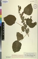 Filed as Hibiscus lunariifolius Willd. [family MALVACEAE]