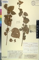 Filed as Hibiscus lunariifolius Willd. [family MALVACEAE]