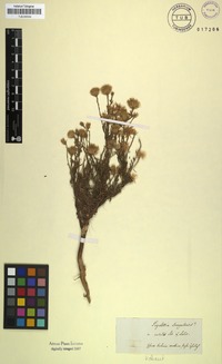 Filed as Pegolettia senegalensis Cass. [family ASTERACEAE]