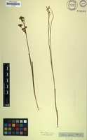 Type? of Juncus oxycarpus E.Mey. ex Kunth [family JUNCACEAE]