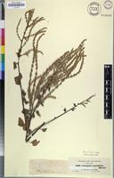 Isotype of Celosia populifolia Moq. [family AMARANTHACEAE]