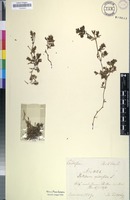 Filed as Portulaca quadrifida L. [family PORTULACCACEAE]