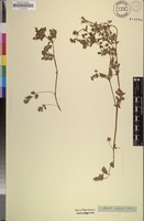 Filed as Potentilla supina L. [family ROSACEAE]