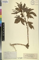Filed as Hibiscus cannabinus L. [family MALVACEAE]