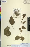 Filed as Hibiscus lunariifolius Willd. [family MALVACEAE]