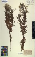 Holotype of Epilobium capense Buchinger ex Hochst. [family ONAGRACEAE]