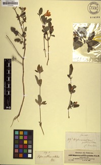 Filed as Ruellia patula Jacq. [family ACANTHACEAE]