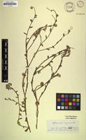 Type? of Sphaeranthus senegalensis DC. [family ASTERACEAE]