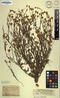 Isolectotype of Kuhnia arabica Hochst. & Steud. [family ASTERACEAE]