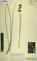 Type? of Juncus oxycarpus E.Mey. ex Kunth [family JUNCACEAE]