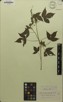 Isotype of Cnidoscolus surinamensis Miq. [family EUPHORBIACEAE]