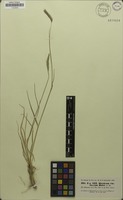 Isosyntype of Hordeum violaceum Boiss. & Hohen. [family POACEAE]