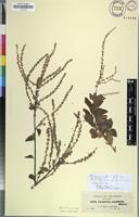 Isotype of Celosia populifolia Moq. [family AMARANTHACEAE]