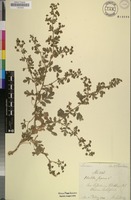 Filed as Potentilla supina L. [family ROSACEAE]
