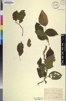 Type of Croton sylvaticus Hochst. [family EUPHORBIACEAE]
