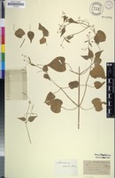 Filed as Adenocline acuta (Thunb.) Baill. [family EUPHORBIACEAE]