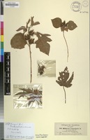Filed as Hibiscus cannabinus L. [family MALVACEAE]
