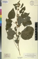 Filed as Hibiscus lunariifolius Willd. [family MALVACEAE]