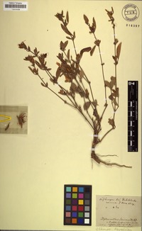 Filed as Ruellia patula Jacq. [family ACANTHACEAE]