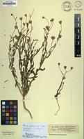 Isolectotype of Kuhnia arabica Hochst. & Steud. [family ASTERACEAE]
