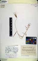Holotype of Aegilops lorentii Hochst. [family POACEAE]