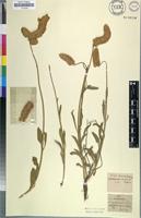 Isotype of Sericocoma chrysurus Meisn. [family AMARANTHACEAE]