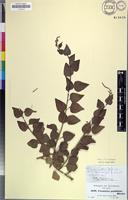 Isotype of Celosia populifolia Moq. [family AMARANTHACEAE]