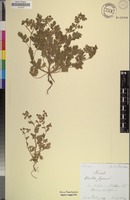 Filed as Potentilla supina L. [family ROSACEAE]
