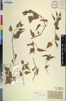 Isotype of Mercurialis caffra var. longipes Meisn. [family EUPHORBIACEAE]