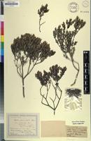 Isotype of Soulangia marifolia Bernh. ex Krauss [family RHAMNACEAE]
