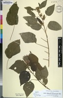 Filed as Hibiscus lunariifolius Willd. [family MALVACEAE]