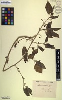 Filed as Solanum luteum Mill.; nom. nud. [family SOLANACEAE]