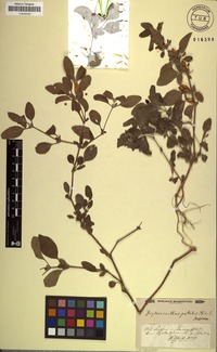 Filed as Ruellia patula Jacq. [family ACANTHACEAE]