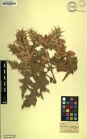 Filed as Acanthus polystachyus Delile [family ACANTHACEAE]