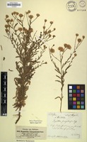 Filed as Pegolettia senegalensis Cass. [family ASTERACEAE]
